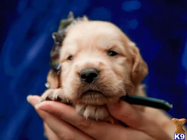 Golden Retriever puppy for sale