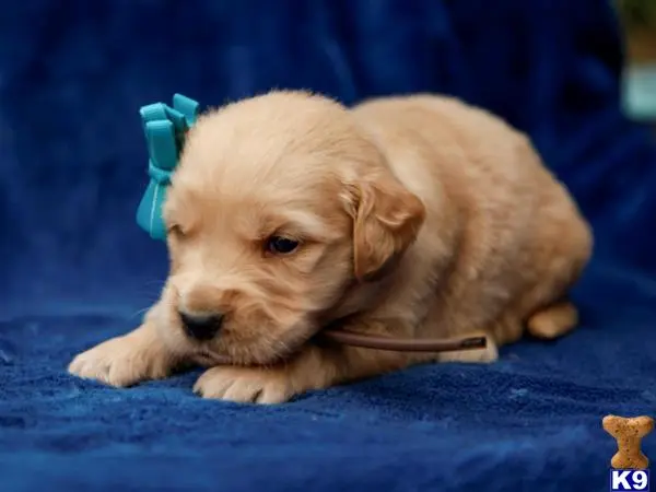 Golden Retriever puppy for sale