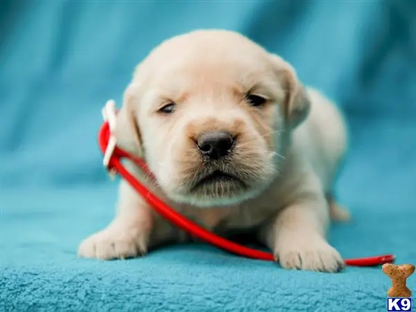 Golden Retriever puppy for sale