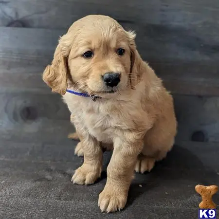 Golden Retriever puppy for sale