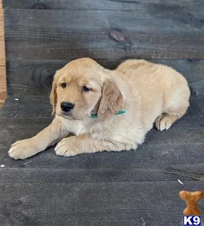 Golden Retriever puppy for sale