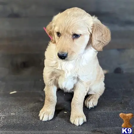 Golden Retriever puppy for sale