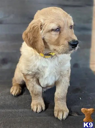 Golden Retriever puppy for sale