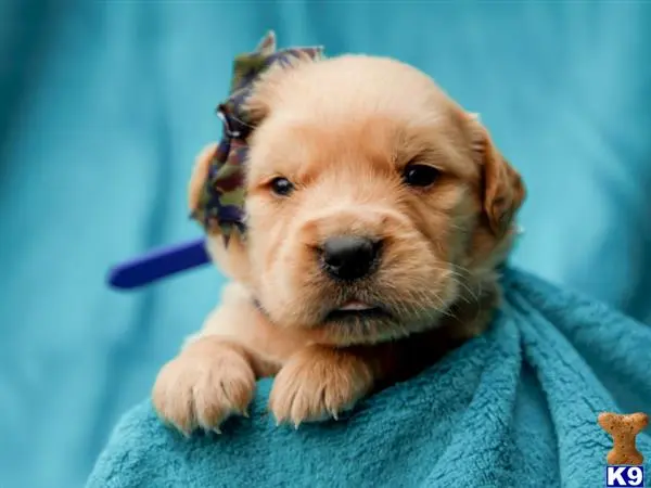 Golden Retriever puppy for sale