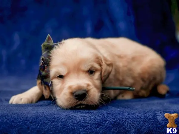 Golden Retriever puppy for sale