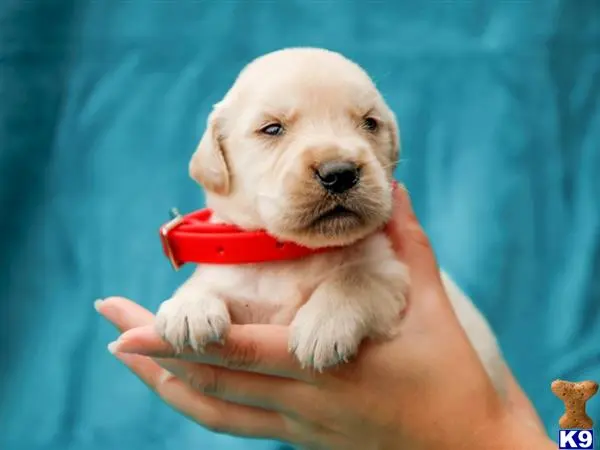 Golden Retriever puppy for sale