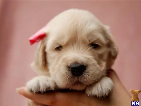 Golden Retriever puppy for sale