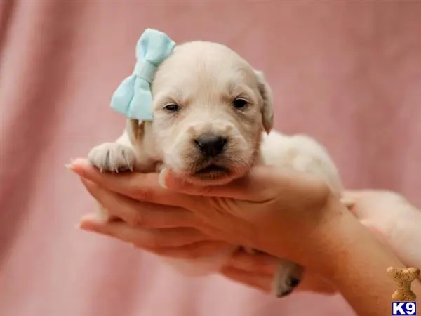 Golden Retriever puppy for sale