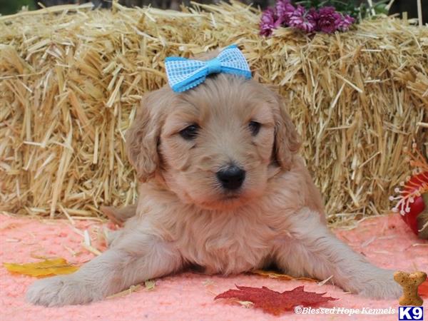 goldendoodle puppies kentucky goldendoodles puppies for sale in kentucky goldendoodle puppies kentucky goldendoodles puppies for sale in kentucky
