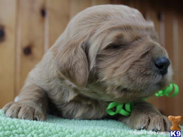 goldendoodles puppy posted by breeders