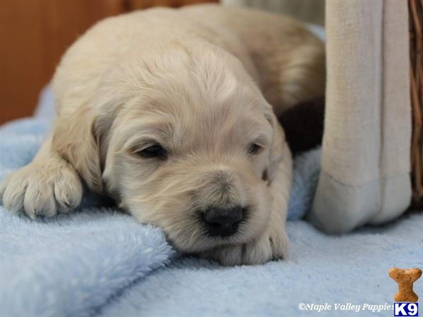 goldendoodles puppy posted by breeders