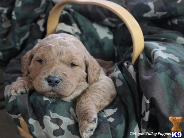goldendoodles puppy posted by breeders
