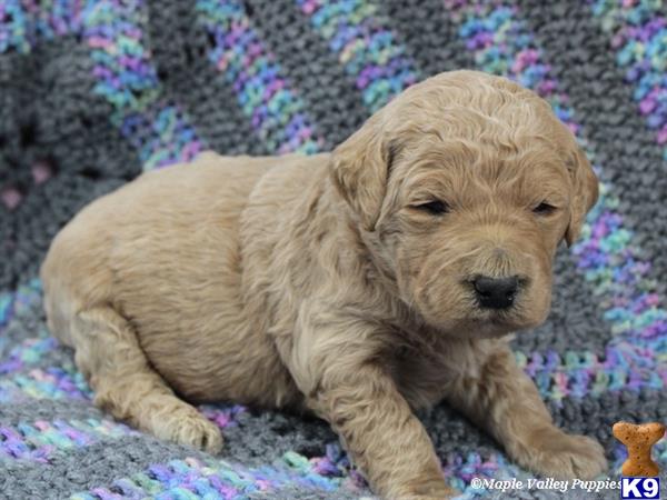 goldendoodles puppy posted by breeders