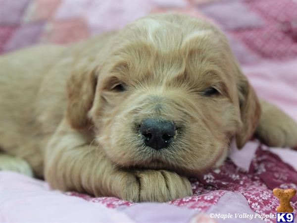 goldendoodles puppy posted by breeders