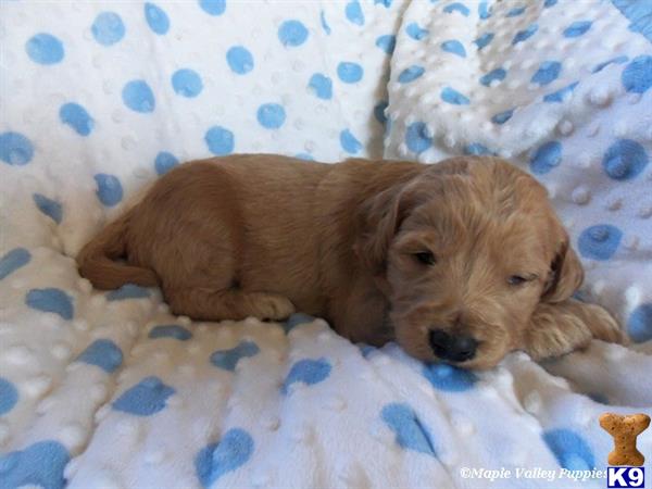 goldendoodles puppy posted by breeders