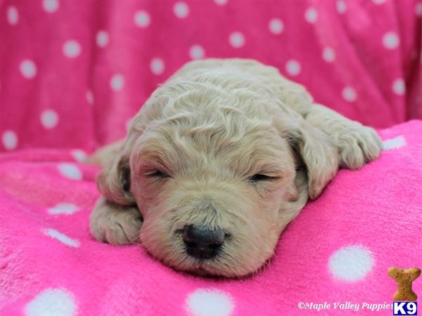 goldendoodles puppy posted by breeders