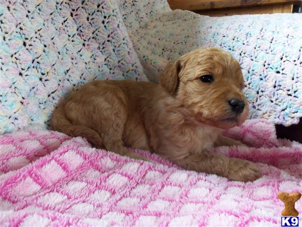 goldendoodles puppy posted by breeders
