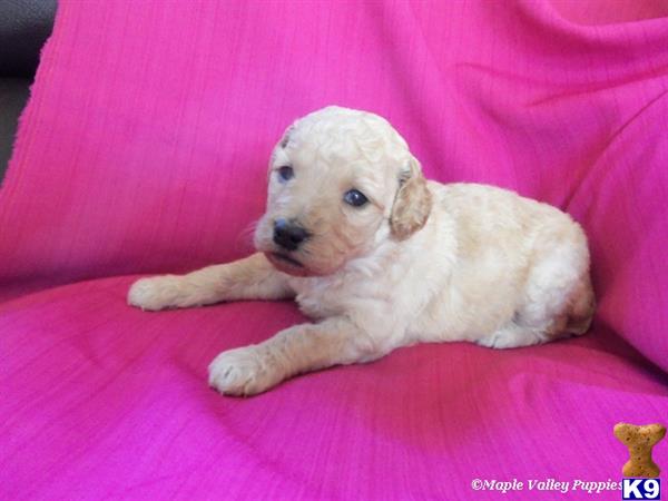 goldendoodles puppy posted by breeders