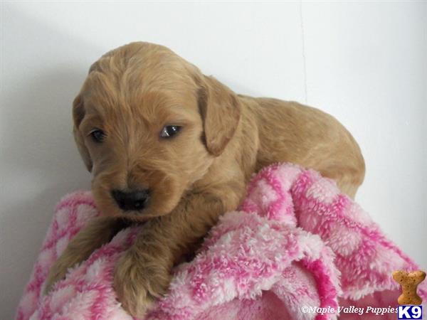 goldendoodles puppy posted by breeders