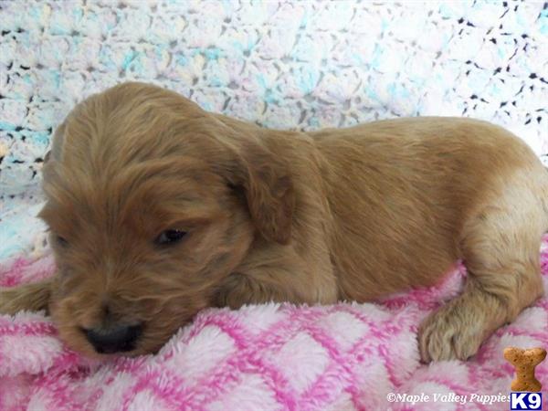 goldendoodles puppy posted by breeders