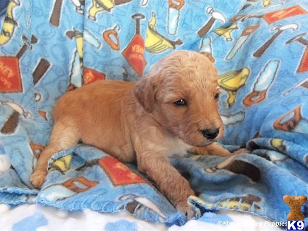 goldendoodles puppy posted by breeders