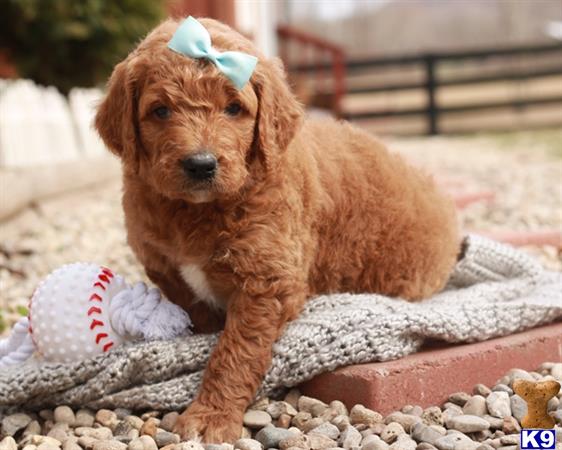 doodles dogs goldendoodles puppy for sale joyful f1b goldendoodle doodles dogs goldendoodles puppy for sale joyful f1b goldendoodle