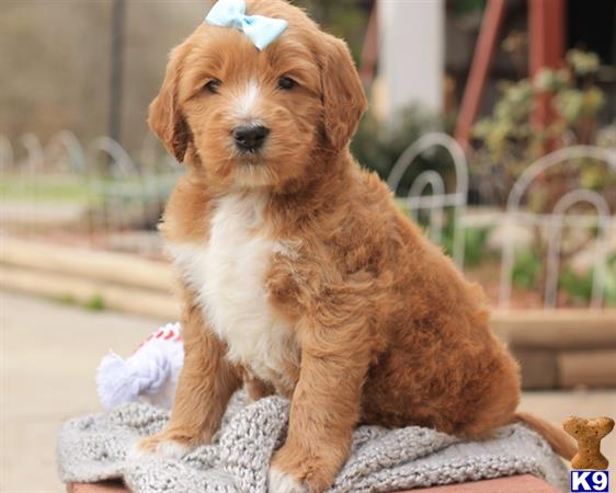 doodles dogs goldendoodles puppy for sale lovable f1b goldendoodle doodles dogs goldendoodles puppy for sale lovable f1b goldendoodle