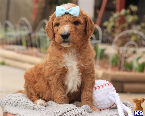 doodles dogs goldendoodles puppy for sale wonderful f1b goldendoodle doodles dogs goldendoodles puppy for sale wonderful f1b goldendoodle