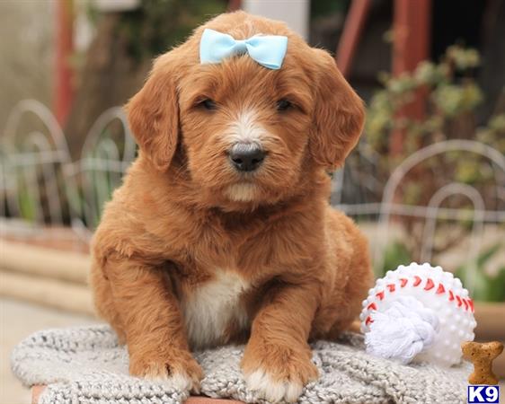 doodles dogs goldendoodles puppy for sale brave f1b goldendoodle jaren doodles dogs goldendoodles puppy for sale brave f1b goldendoodle jaren