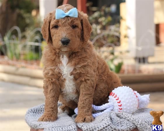 doodles dogs goldendoodles puppy for sale f1b goldendoodle doodles dogs goldendoodles puppy for sale f1b goldendoodle