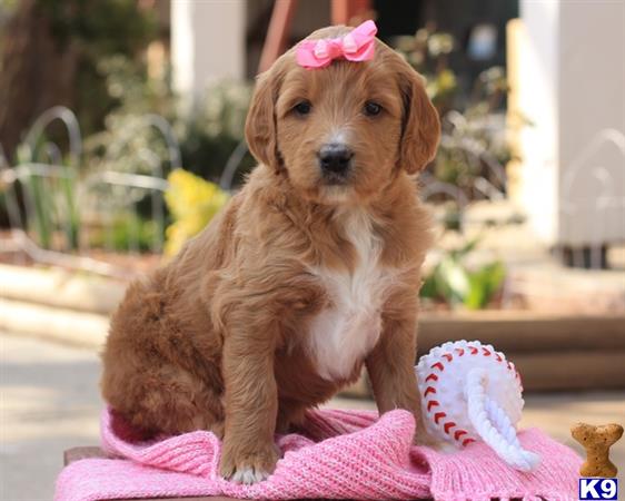 doodles dogs goldendoodles puppy for sale amusing f1b goldendoodle doodles dogs goldendoodles puppy for sale amusing f1b goldendoodle