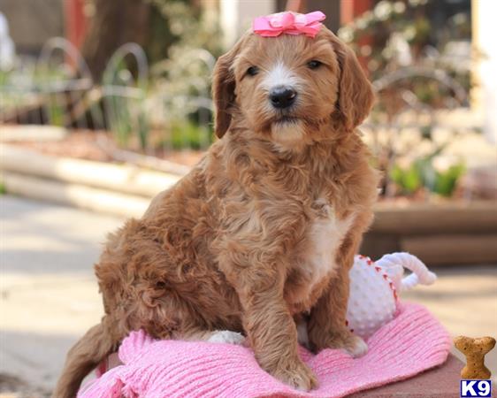 doodles dogs goldendoodles puppy for sale independent f1b goldendoodle doodles dogs goldendoodles puppy for sale independent f1b goldendoodle