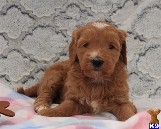 doodles dogs goldendoodles puppy for sale beautiful f1b goldendoodle doodles dogs goldendoodles puppy for sale beautiful f1b goldendoodle