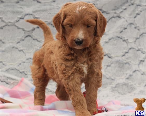 doodles dogs goldendoodles puppy for sale protective f1b goldendoodle doodles dogs goldendoodles puppy for sale protective f1b goldendoodle