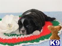 lhasa apso puppy posted by breeders