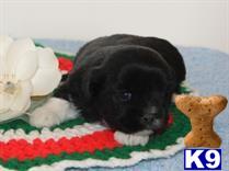 lhasa apso puppy posted by breeders