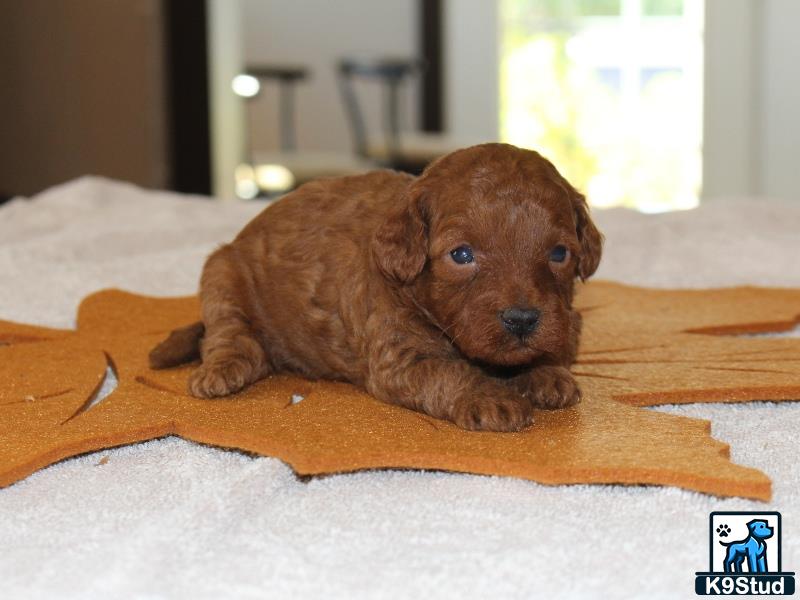 a poodle puppy lying on a blanket
