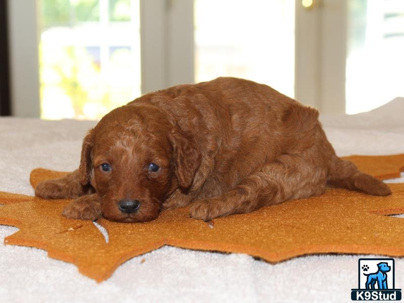 a poodle puppy lying on a blanket