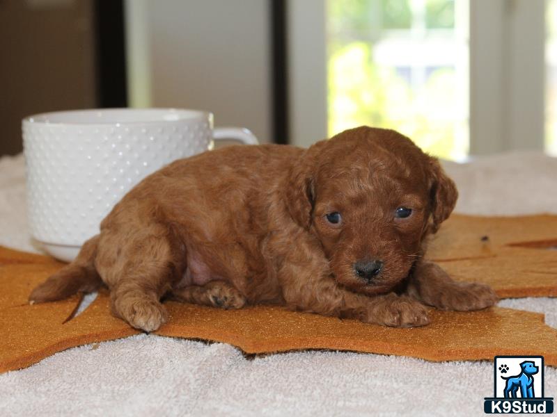 a poodle puppy lying on a wood floor