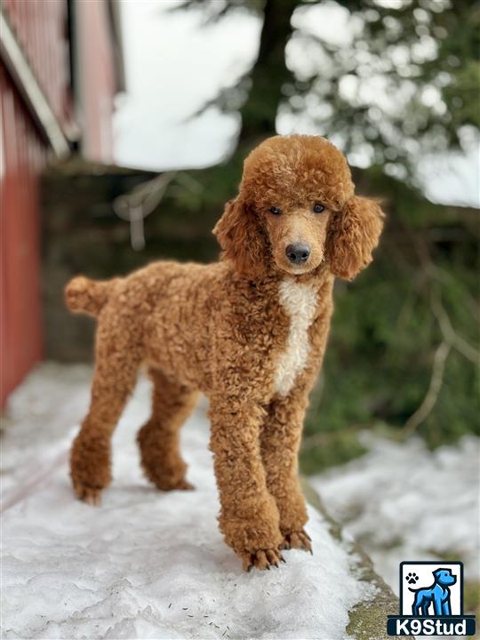 a poodle dog standing in the snow