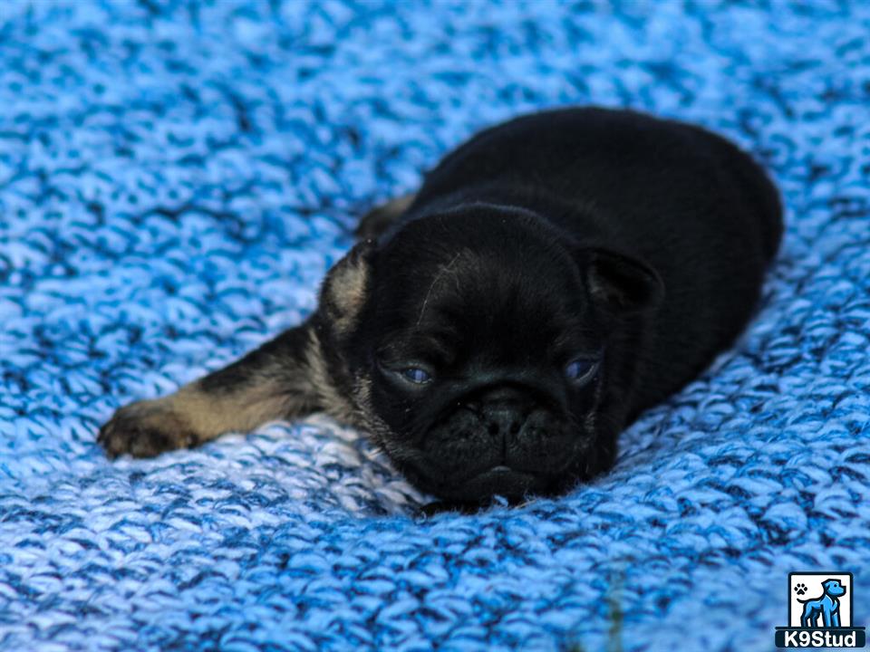 a pug dog lying on a blue blanket