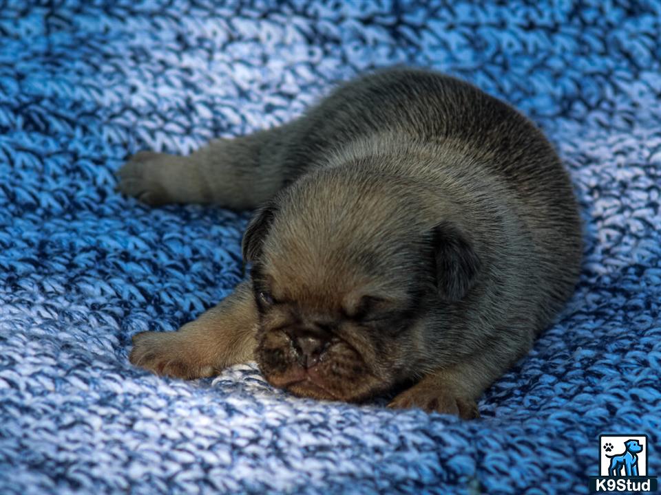 a pug puppy lying on a blue blanket