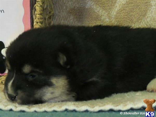 shiba inu puppy posted by breeders