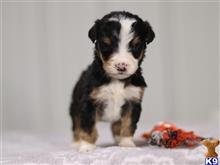 bernedoodle puppy posted by breeders