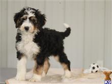 bernedoodle puppy posted by breeders