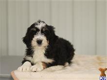 bernedoodle puppy posted by breeders
