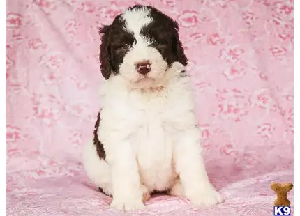 Bernedoodle