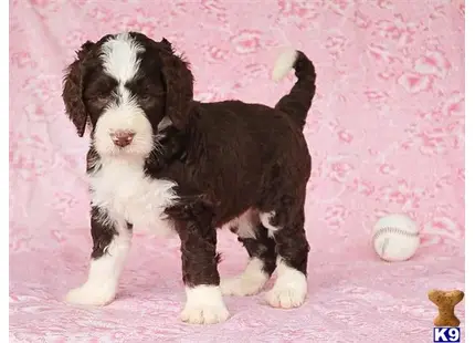 Bernedoodle