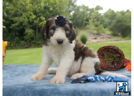 a bernedoodle dog sitting on a mat