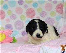 bernese mountain dog puppy posted by breeders